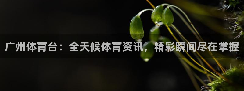 广州体育台：全天候体育资讯，精彩瞬间尽在掌握